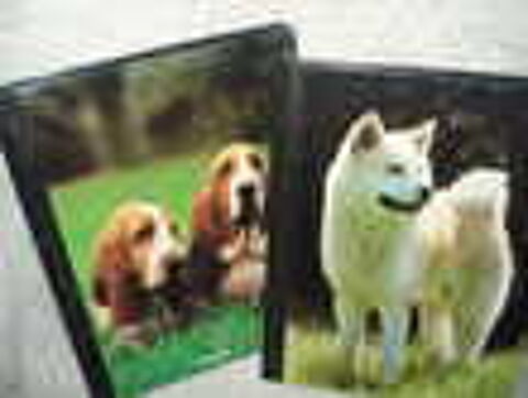 livres sur les chiens Livres et BD