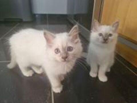   chatons Sacré de Birmanie 
