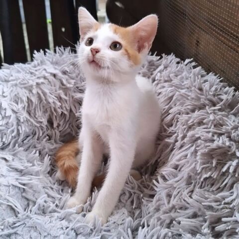 ✨️ IKAT ✨️ 🐱 210 02000 Aulnois-sous-laon