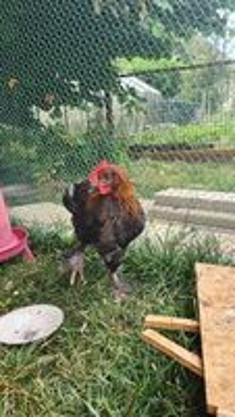   Coq marans agé de 2 mois 