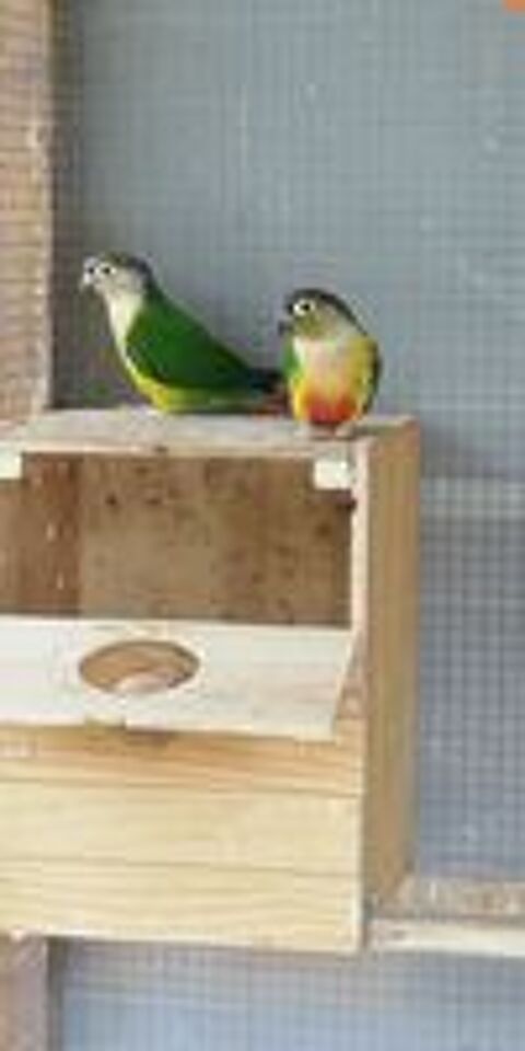    conure de Molina (pyrrhura molinae)  