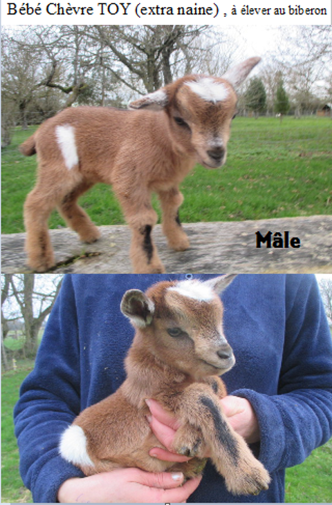 ch&egrave;vre Toy (40cm maxi adulte), &agrave; &eacute;lever au biberon 160 18000 Bourges