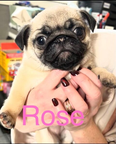 Chiots carlins LOF  disponibles 1400 74500 Saint-paul-en-chablais