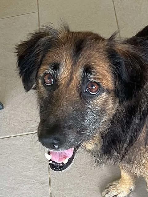 Bobby cherche sa famille depuis bient&ocirc;t un an 150 77100 Mareuil-l�s-meaux