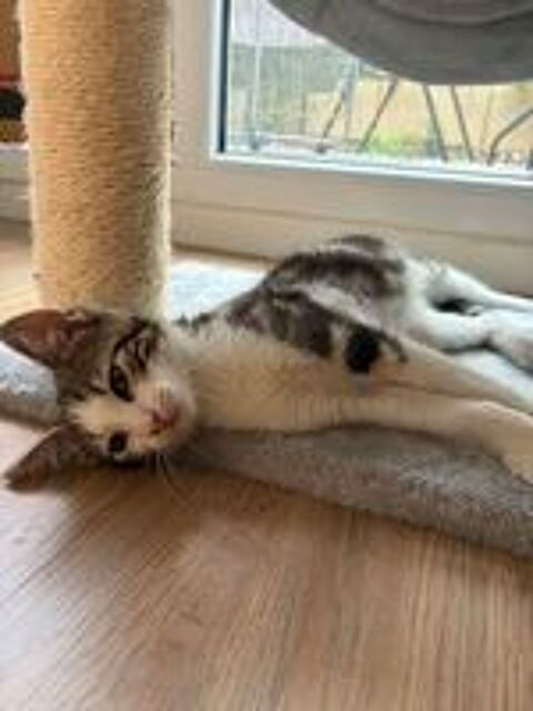   Loki un chaton boute-en-train 