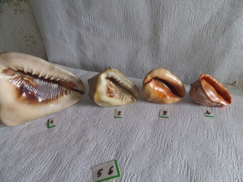 coquillage cypaea fuma 10 Lyon 8 (69)