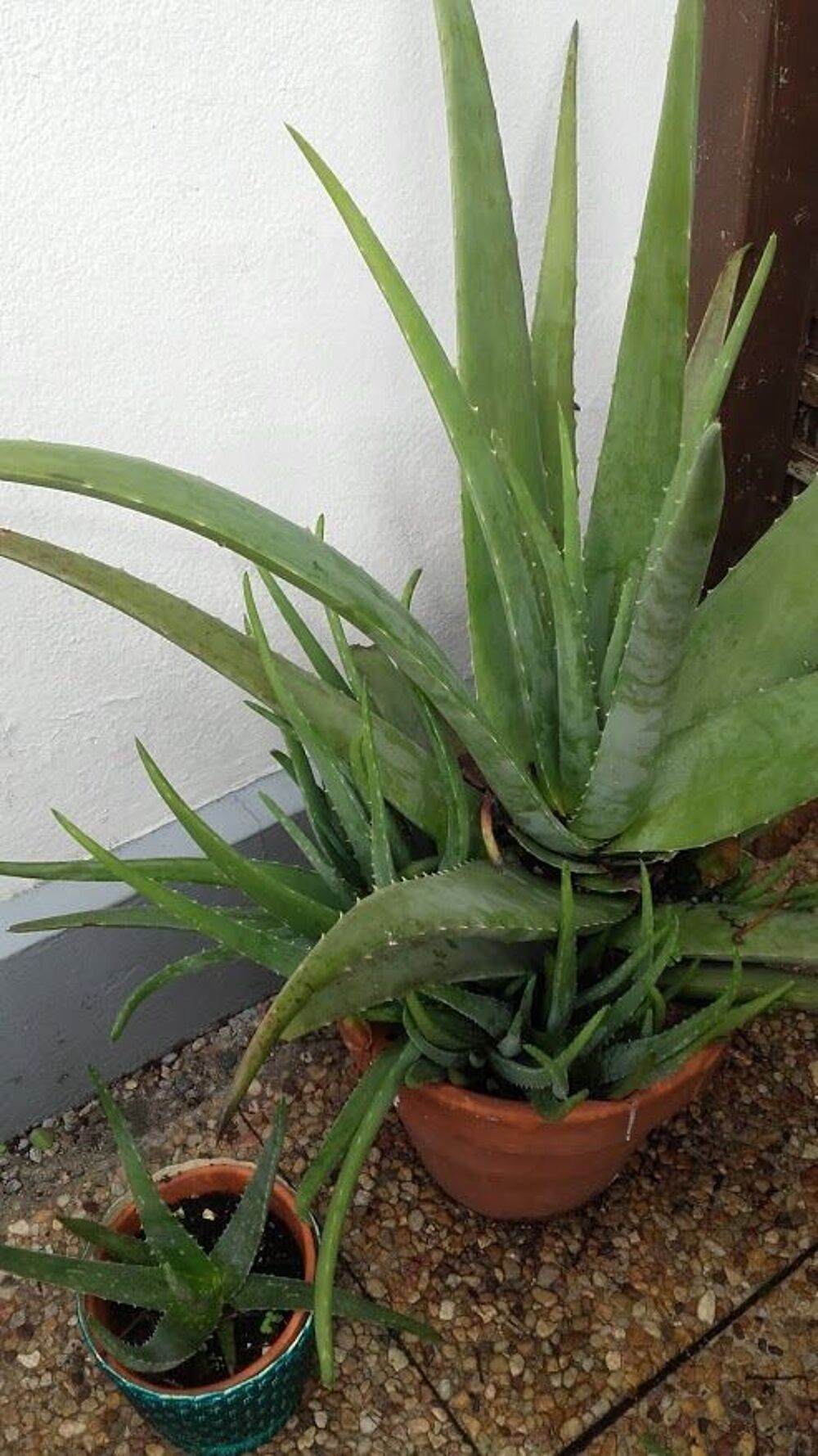 Alo&eacute; v&eacute;ra Jardin