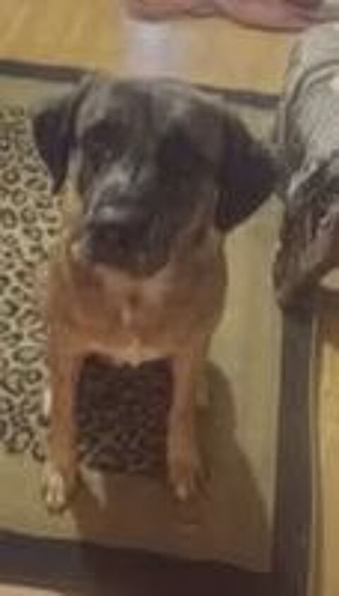   Chien BRETZEL � l adoption 