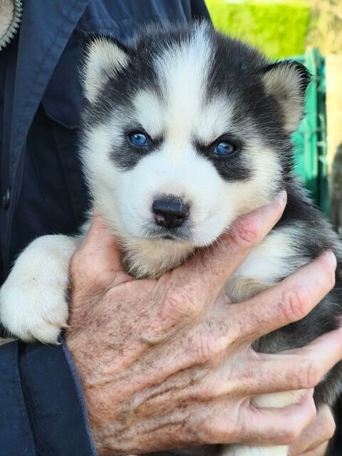 Chiots Huskys  renseignements au 0650891761 600 33860 Marcillac