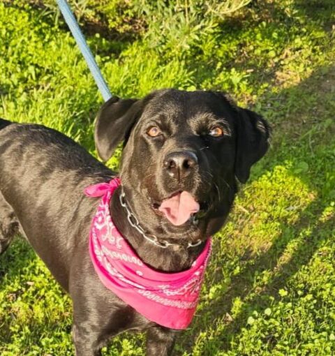 CHLOE 320 27620 Gasny