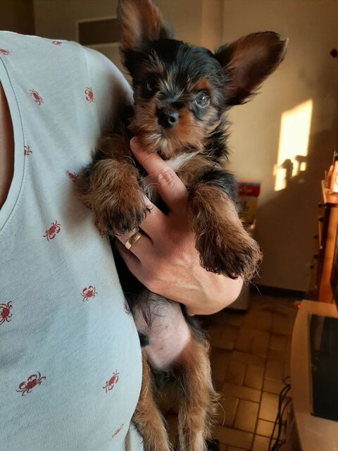 adorables Yorkshires Toy mâles 1150 81430 Mouzieys-teulet