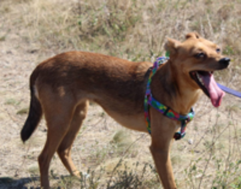   A L'ADOPTION JULIE 