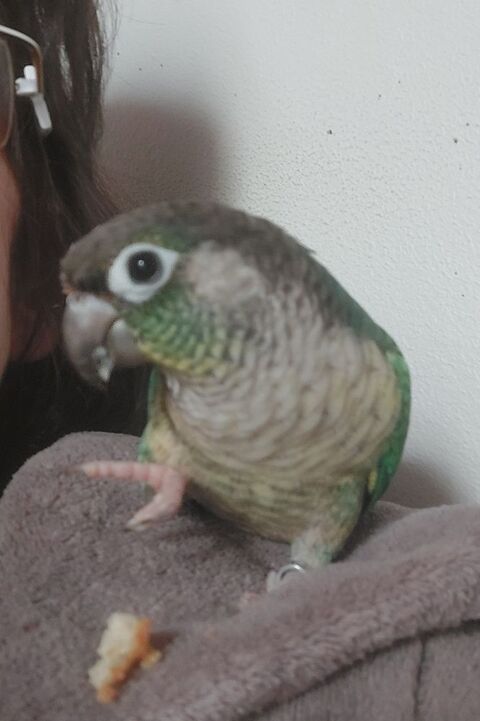 Couple de Conure 350 85170 Le poir�-sur-vie