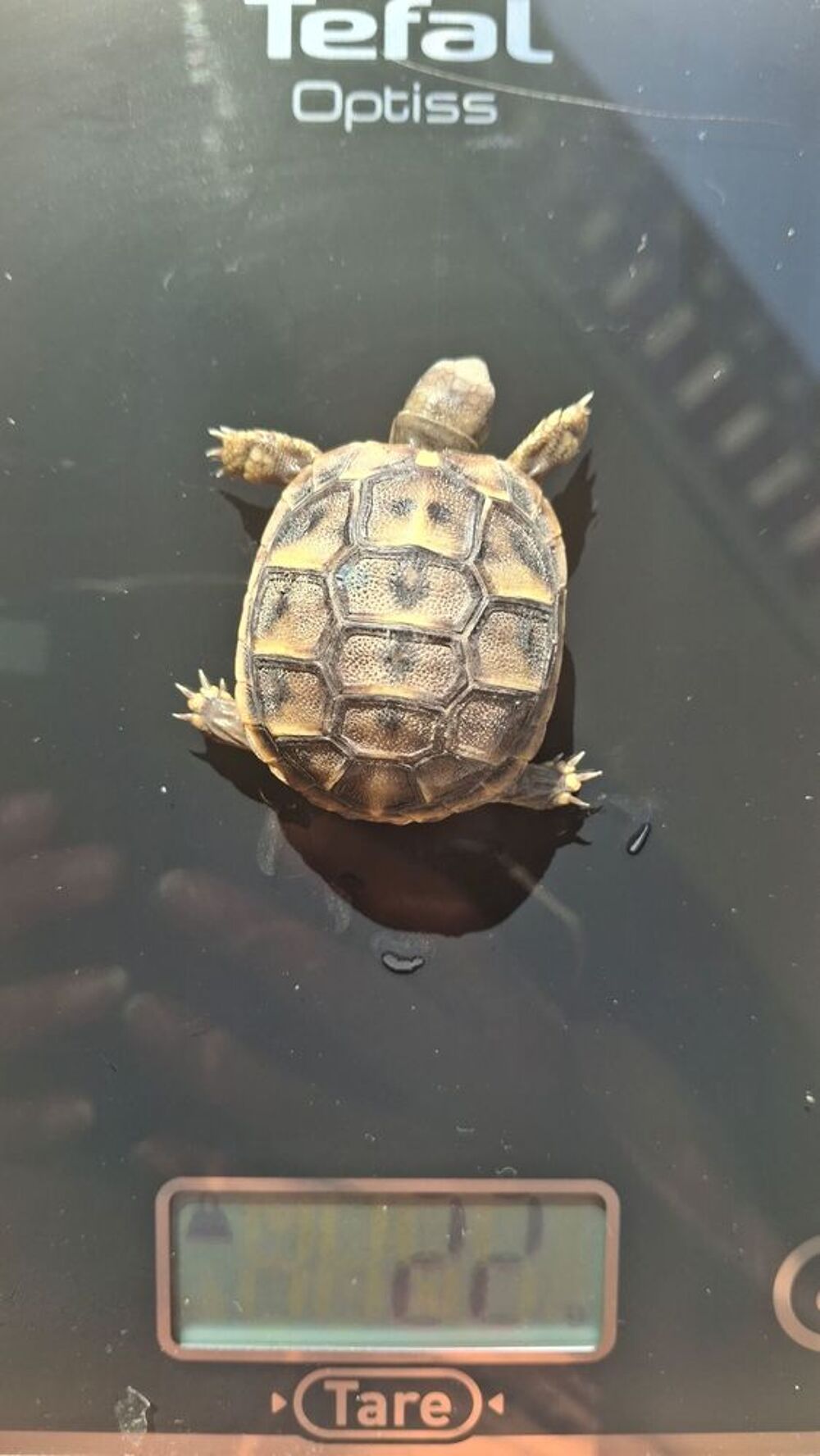   Bébé tortue ?  
