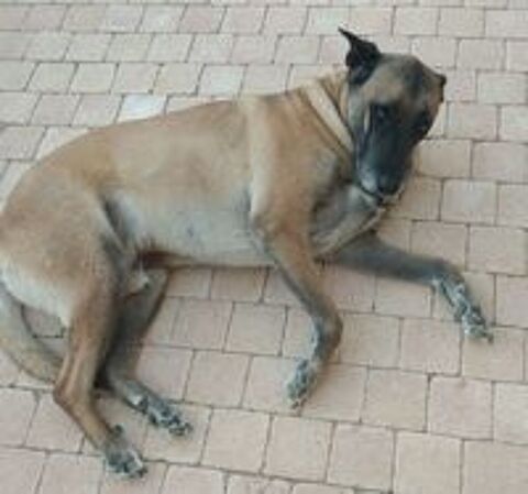  Donne Berger Malinois mâle 7 ans - Gers 