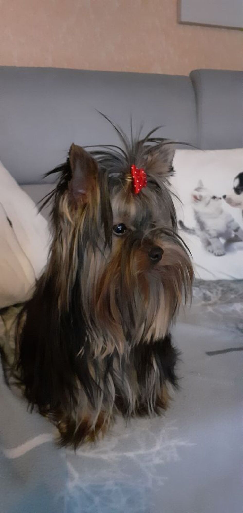   saillie Yorkshire terrier toy 