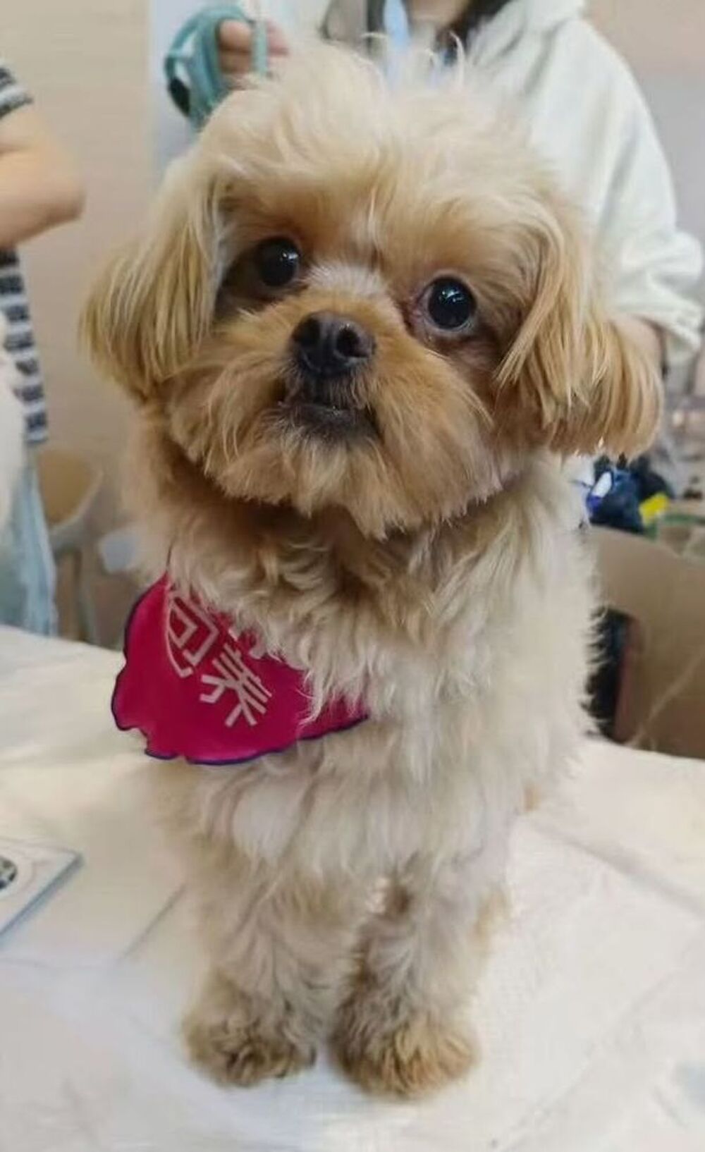   DOUDOU SE TROUVE DANS UN REFUGE EN CHINE 
