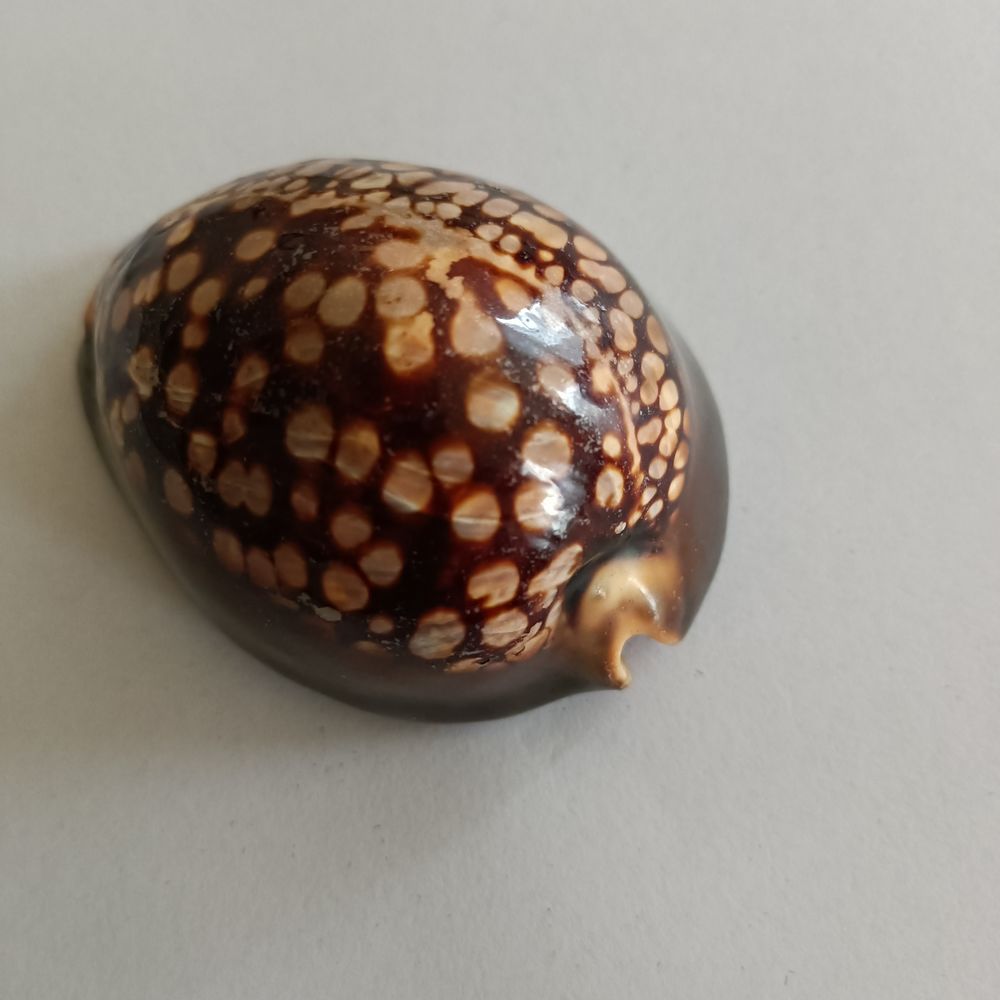 Coquillage de tahiti 