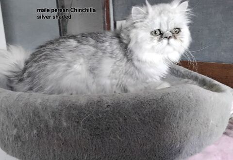 Persan Chinchilla de 5 mois 600 07290 Quintenas