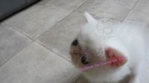   Chatons disponibles 