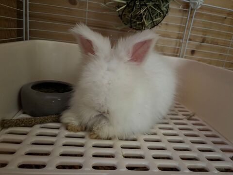 Lapin angora 80 60400 Salency