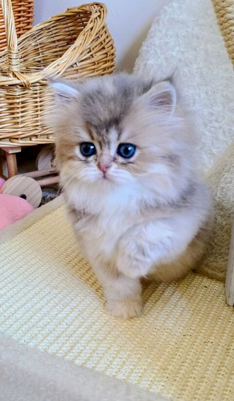 British Longhair, issues de lign&eacute;es prestigieuses. 1400 13014 Marseille