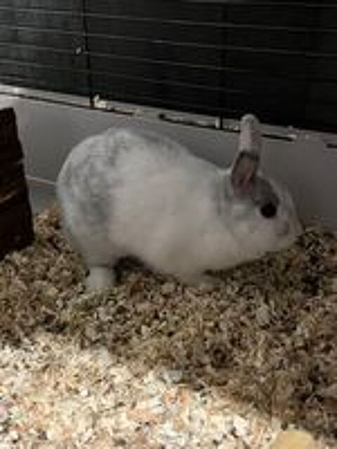   jeune lapin nain 