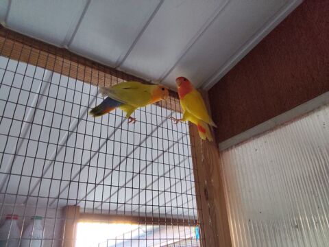 Couple oiseaux inseparable rosecolis 90 46400 Saint-c�r�