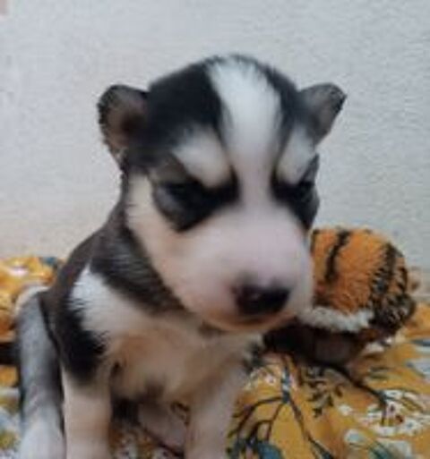  Chiot husky de Sibérie  
