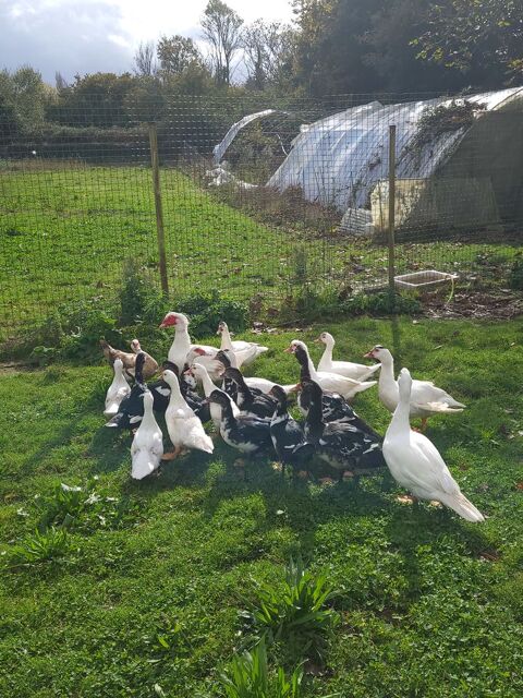 Cannes de barbarie 15 29470 Plougastel-daoulas