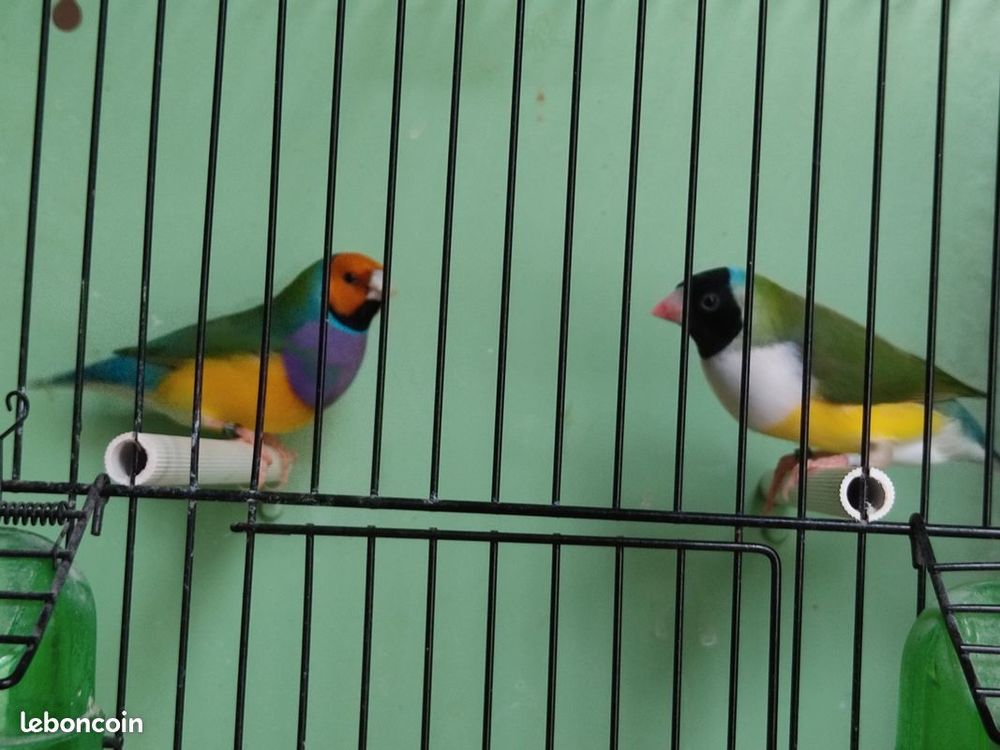   Diamants de GOULD 