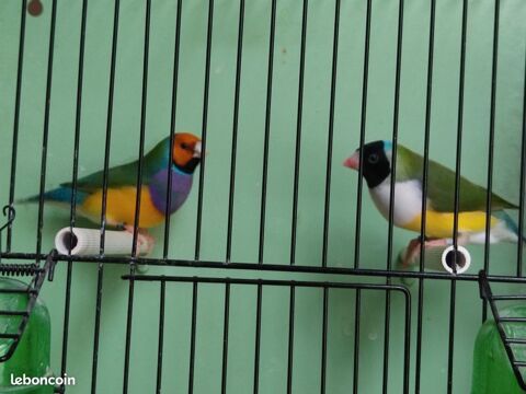 Diamants de GOULD 40 65000 Tarbes