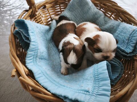 chiots Shih Tzu 800 22160 La chapelle-neuve