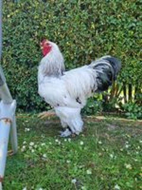   Poule, coq  de diffrentes races  