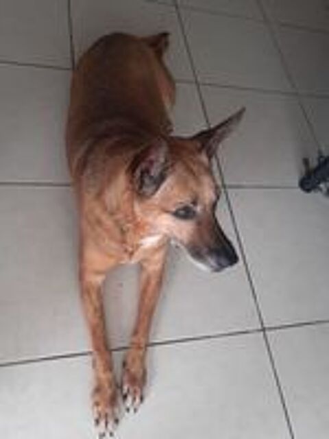   Cherche personne ou association pour adopter notre chienne 