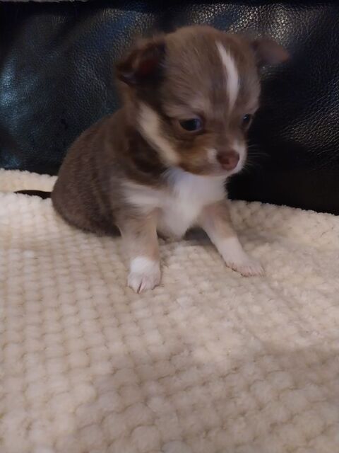 A RESERVER CHIOTS CHIHUAHUAS POILS LONGS 750 71960 La roche-vineuse