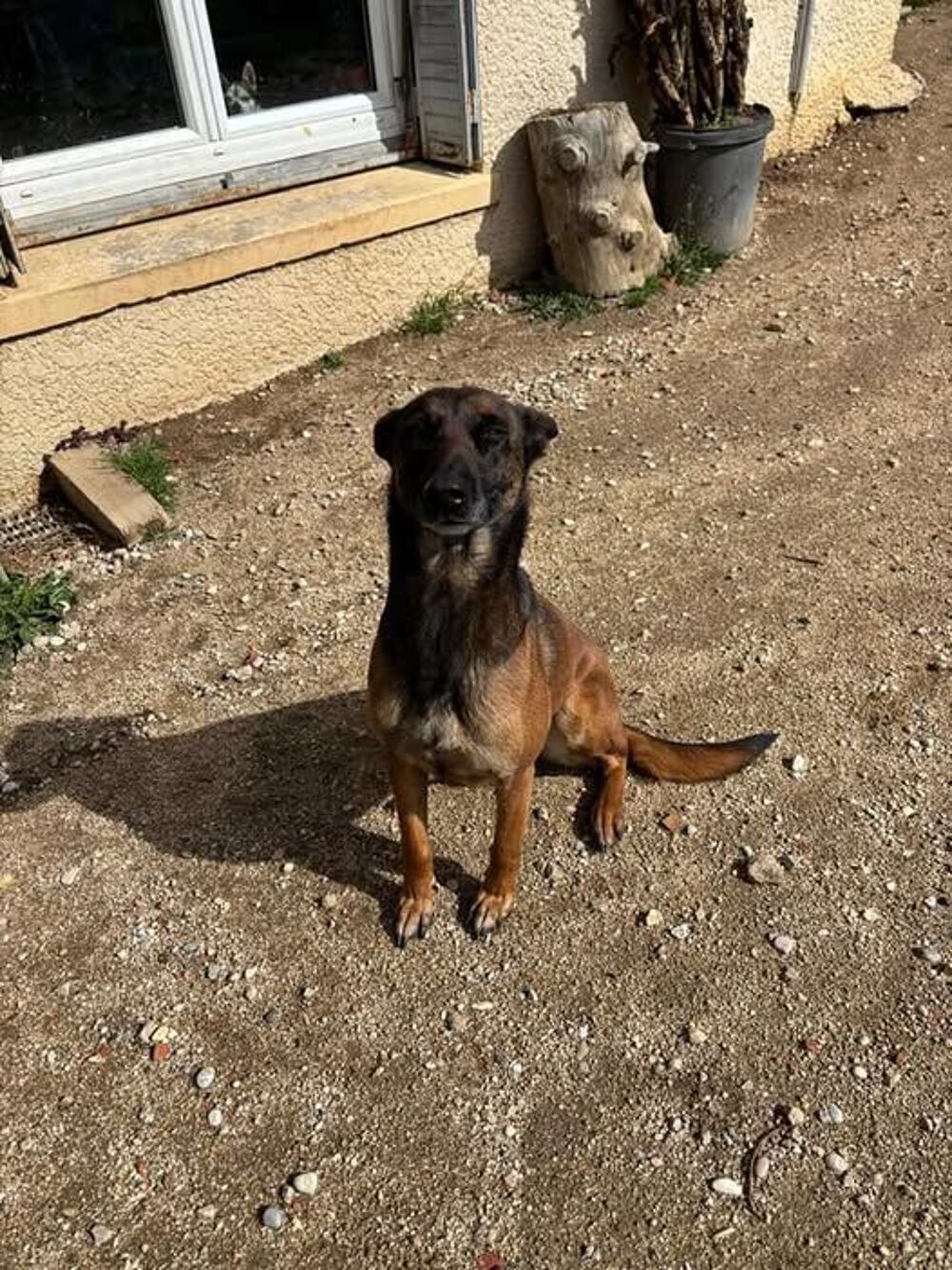   Chien TOKYO à l adoption 