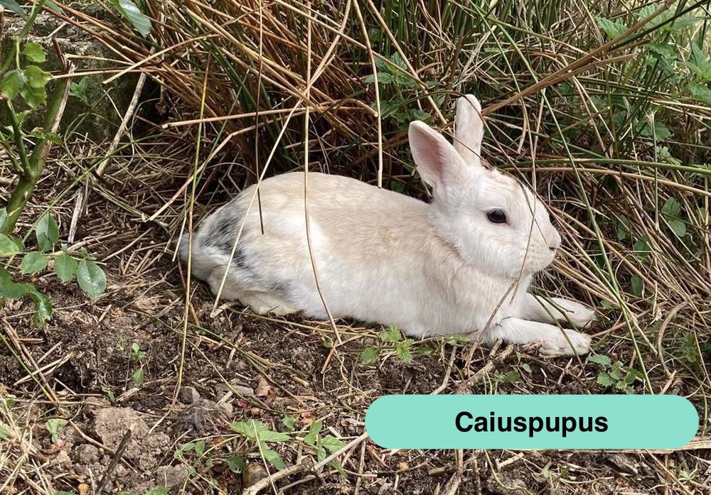   Caiuspupus, lapin nain à adopter 