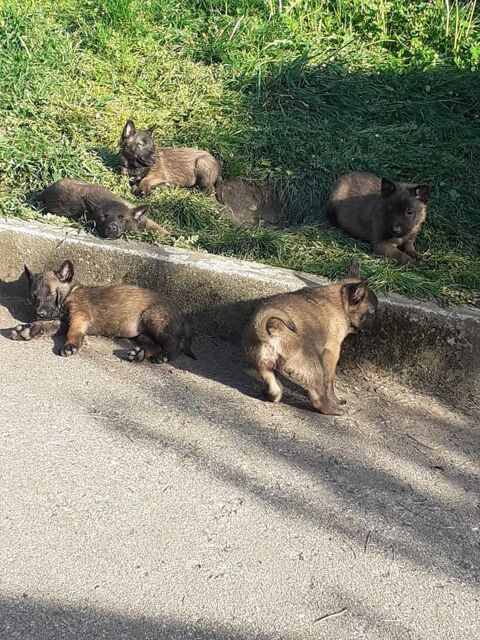 malinois 0 La Ricamarie (42)