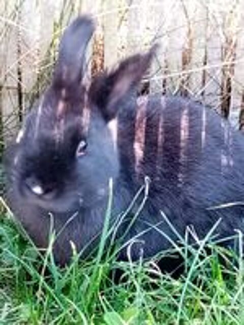   lapin nain male noir stérilisé . 
