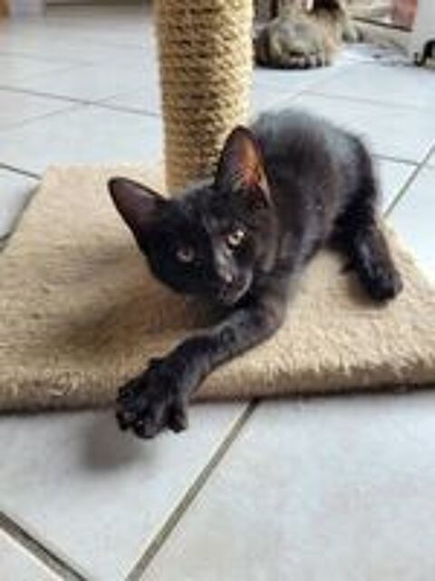   Donne 3 chatons 