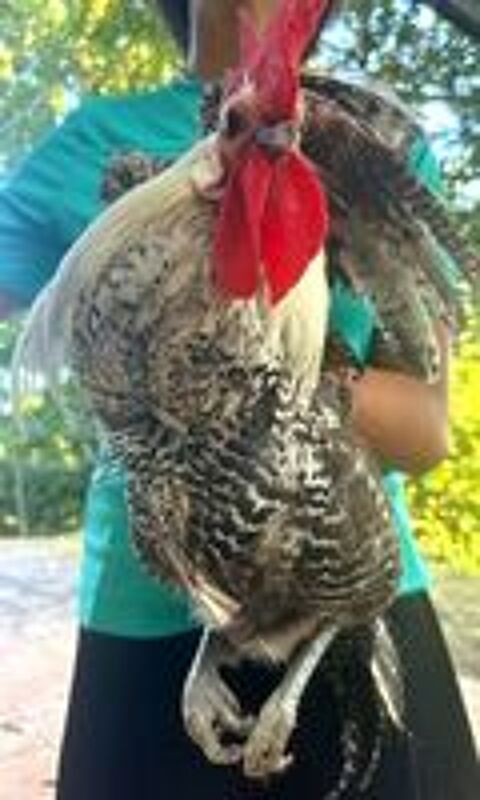   Coq braekel argenté 