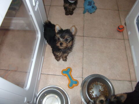 MAGNIFIQUE CHIOT YORKSHIRE TERRIER MALE 1250 30000 Nîmes