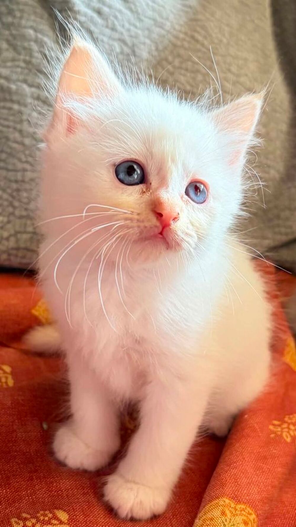   Superbes  chatons LOOF Sacré de Birmanie  