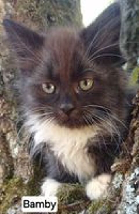    Chaton sibérien LOOF mâle  