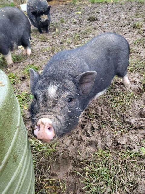 CHARMEUR, adorable cochon nain  l'adoption 44100 Nantes