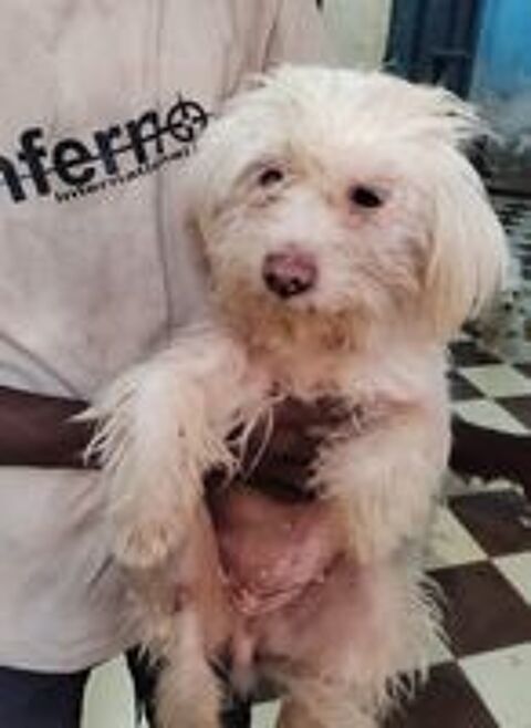   MOLLY FEMELLE NON ST�RILIS�E 5ANS A SAUVER D'�GYPTE ADOPTION SEULEMENT  