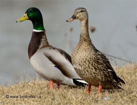 CHASSE CANARD SAUVAGE A ACHETER 0 34140 M�ze