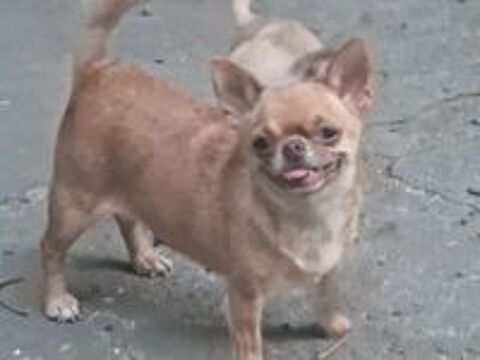   Chihuahua pl court  chocolat dilué.  