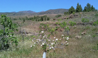  Terrain à vendre 5500 m² La quinta, espagne